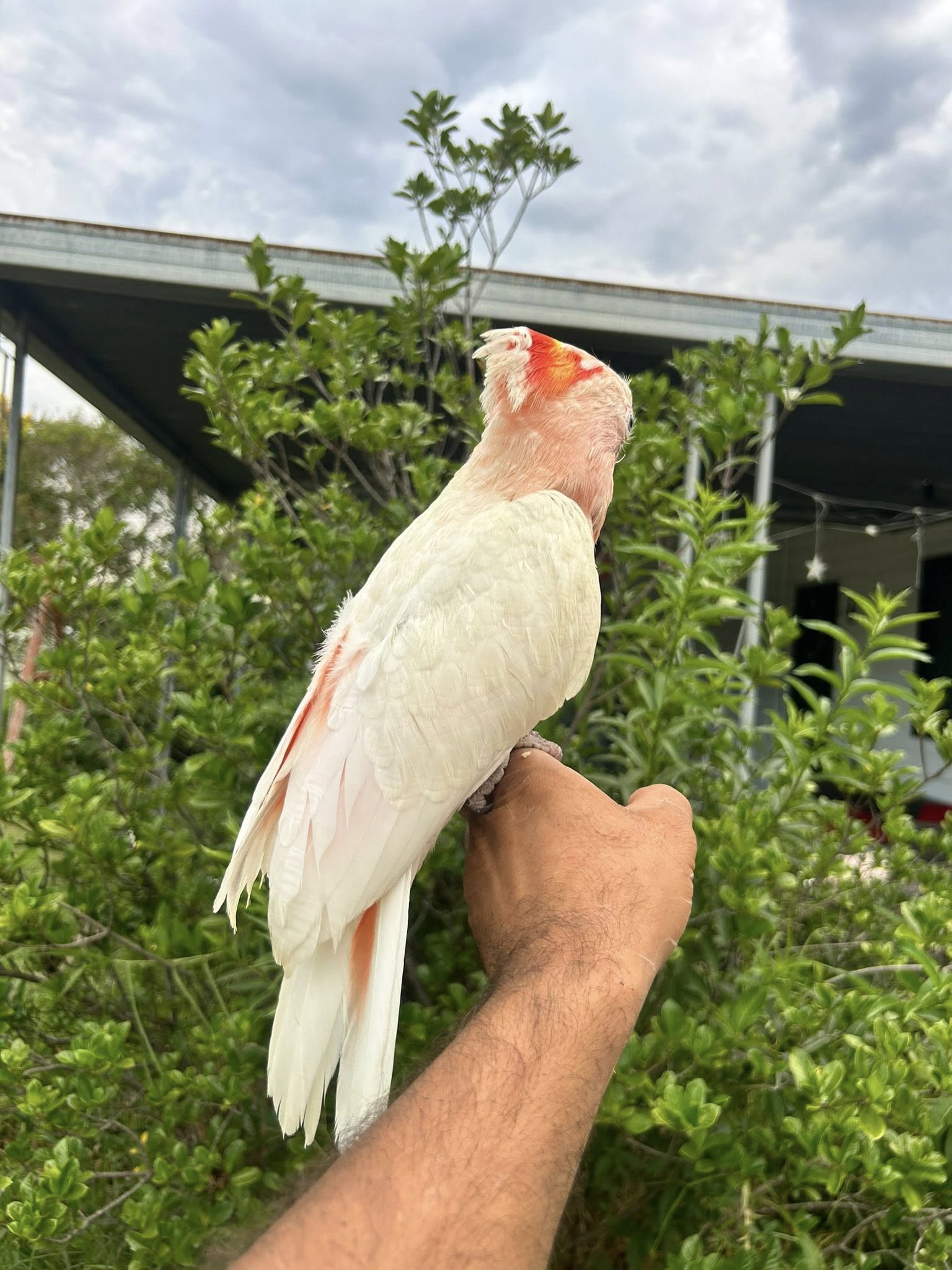 Major Mitchell's cockatoo