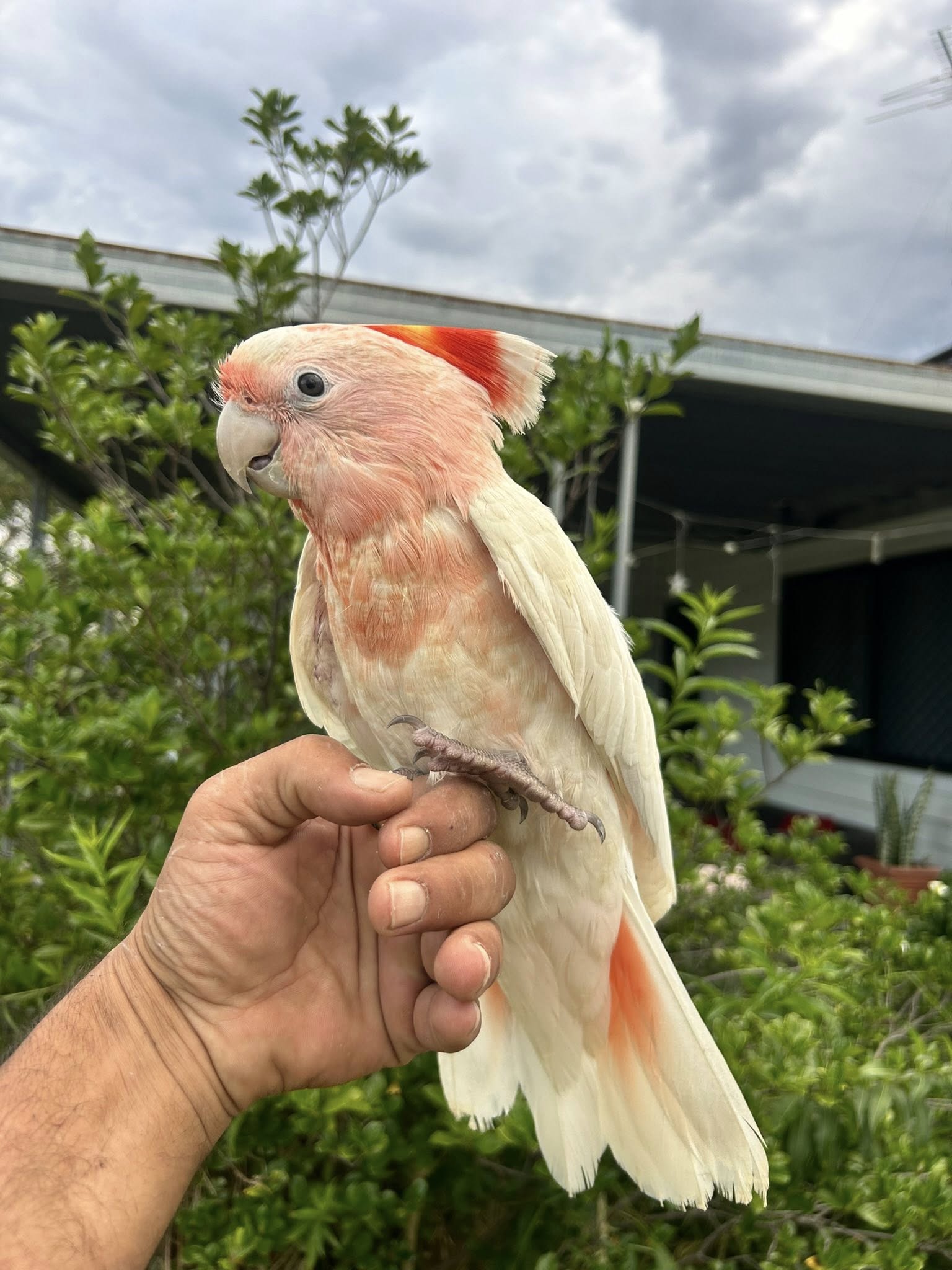Major Mitchell's cockatoo