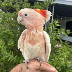 Major Mitchell's cockatoo