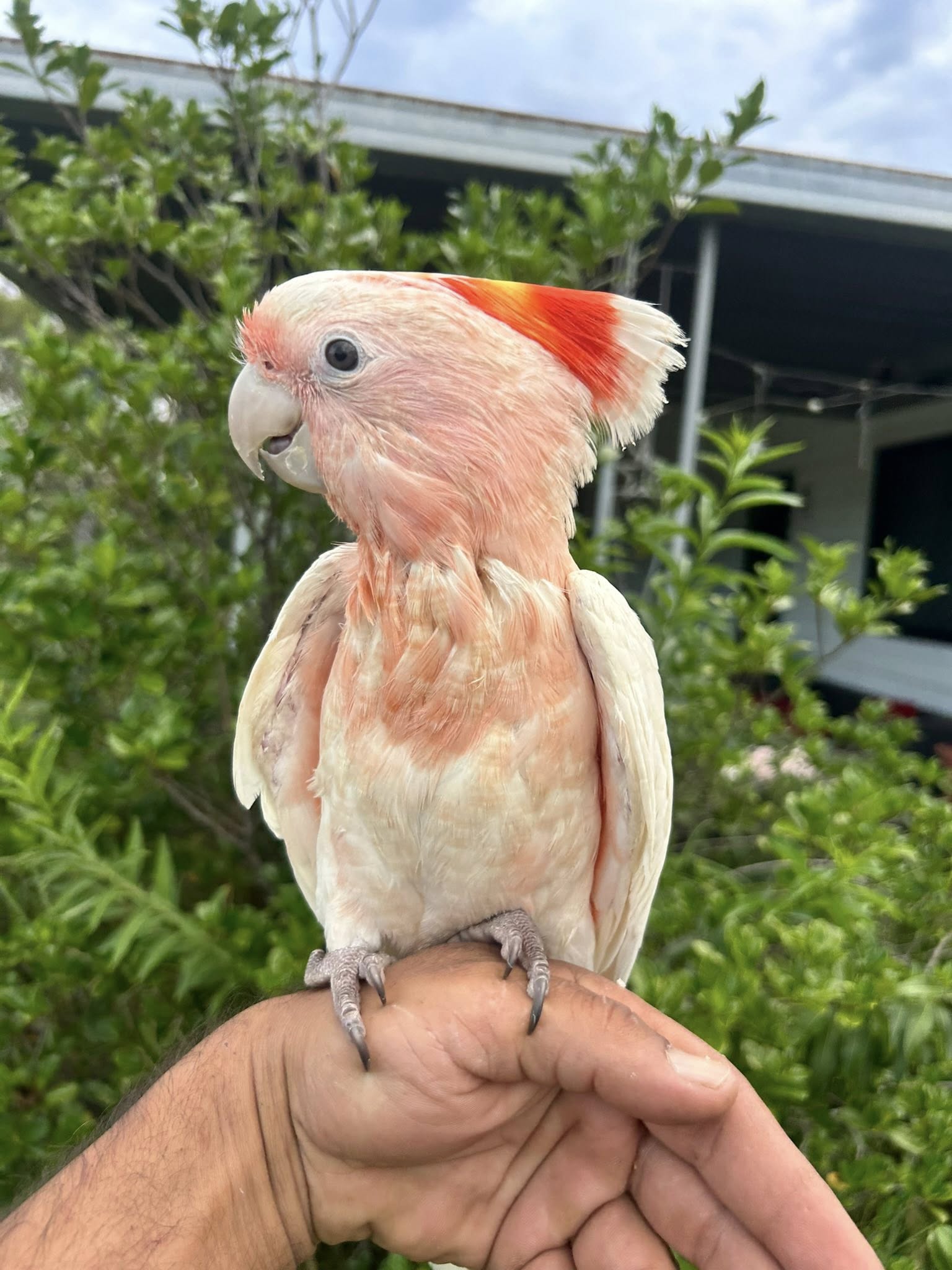 Major Mitchell's cockatoo