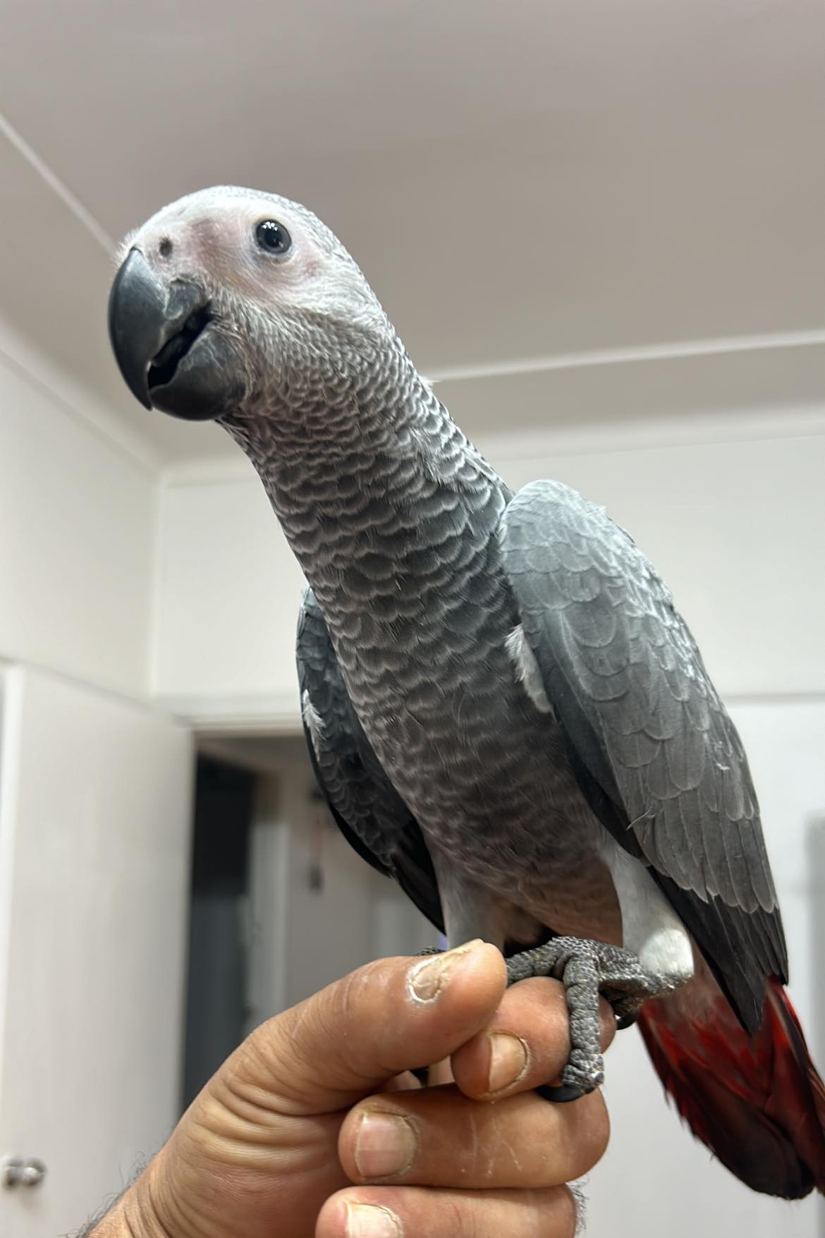 African gray parrot
