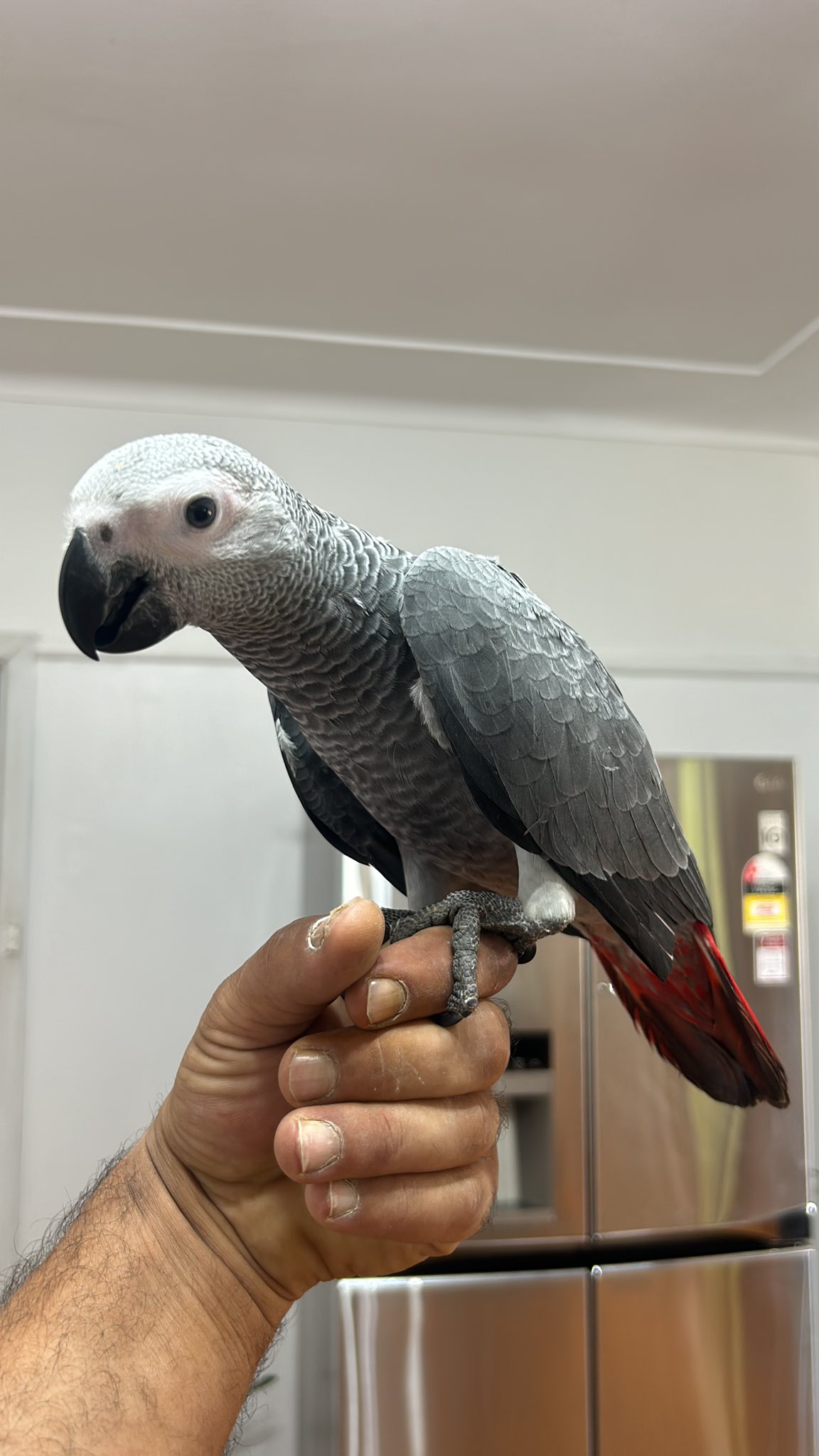 African gray parrot