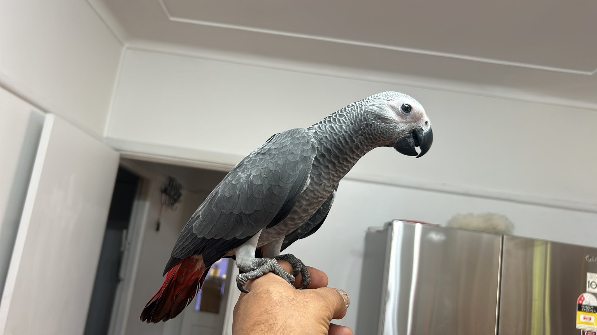 African gray parrot