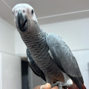 African gray parrot