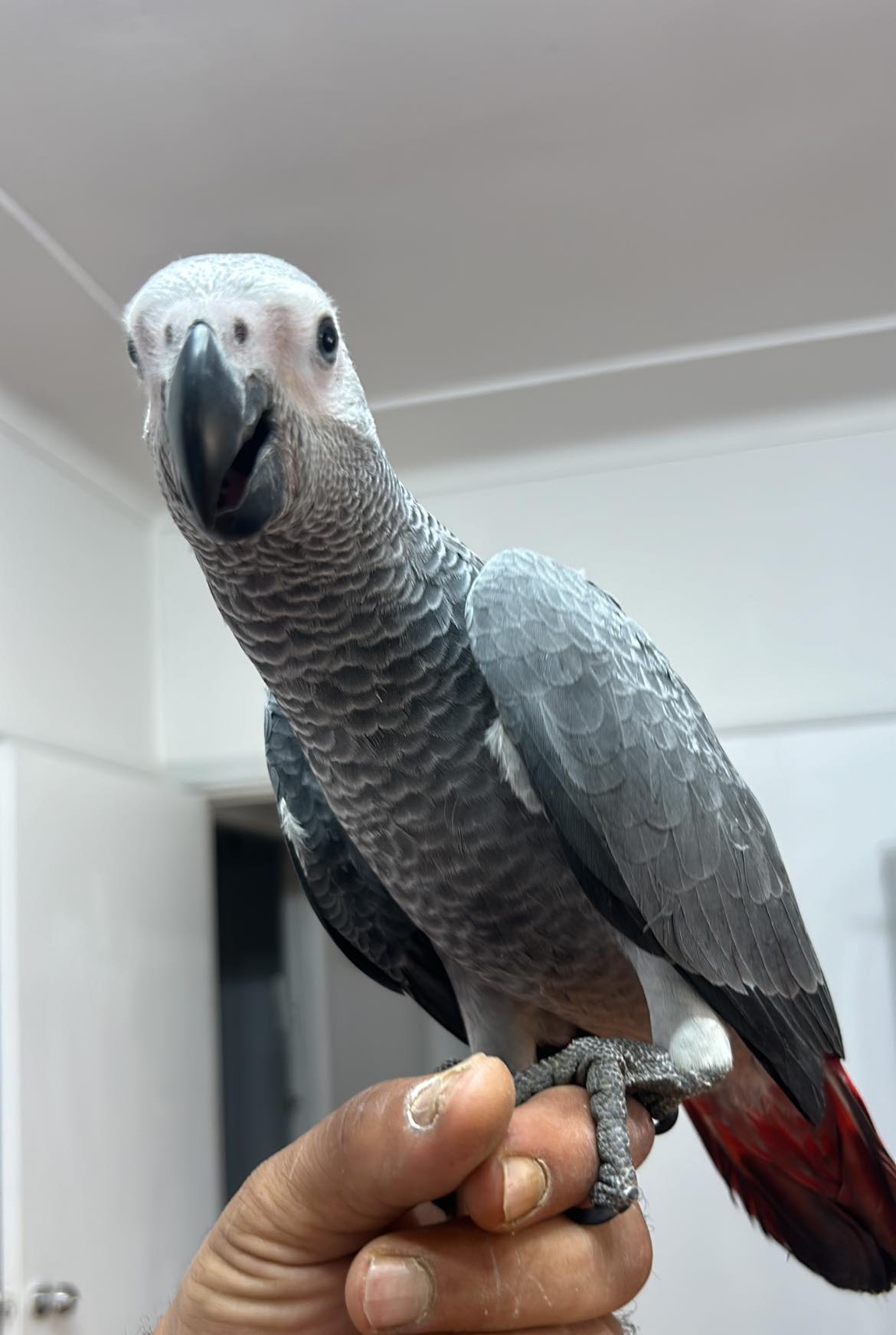 African gray parrot