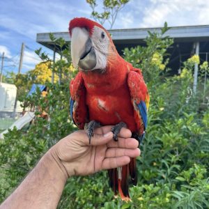 Scarlet Macaw