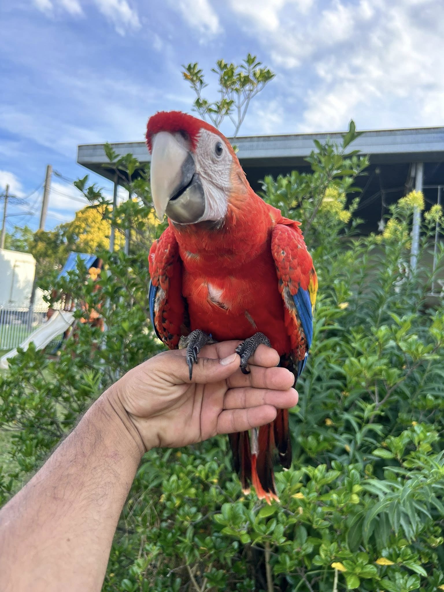 Scarlet Macaw