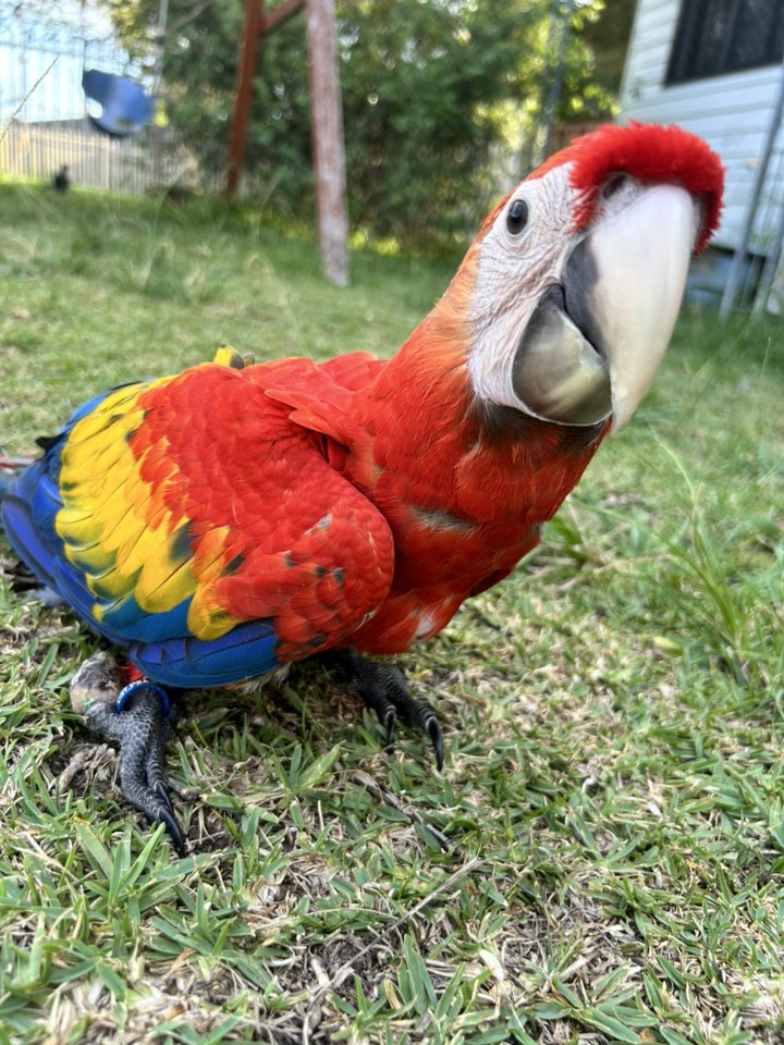 Scarlet Macaw