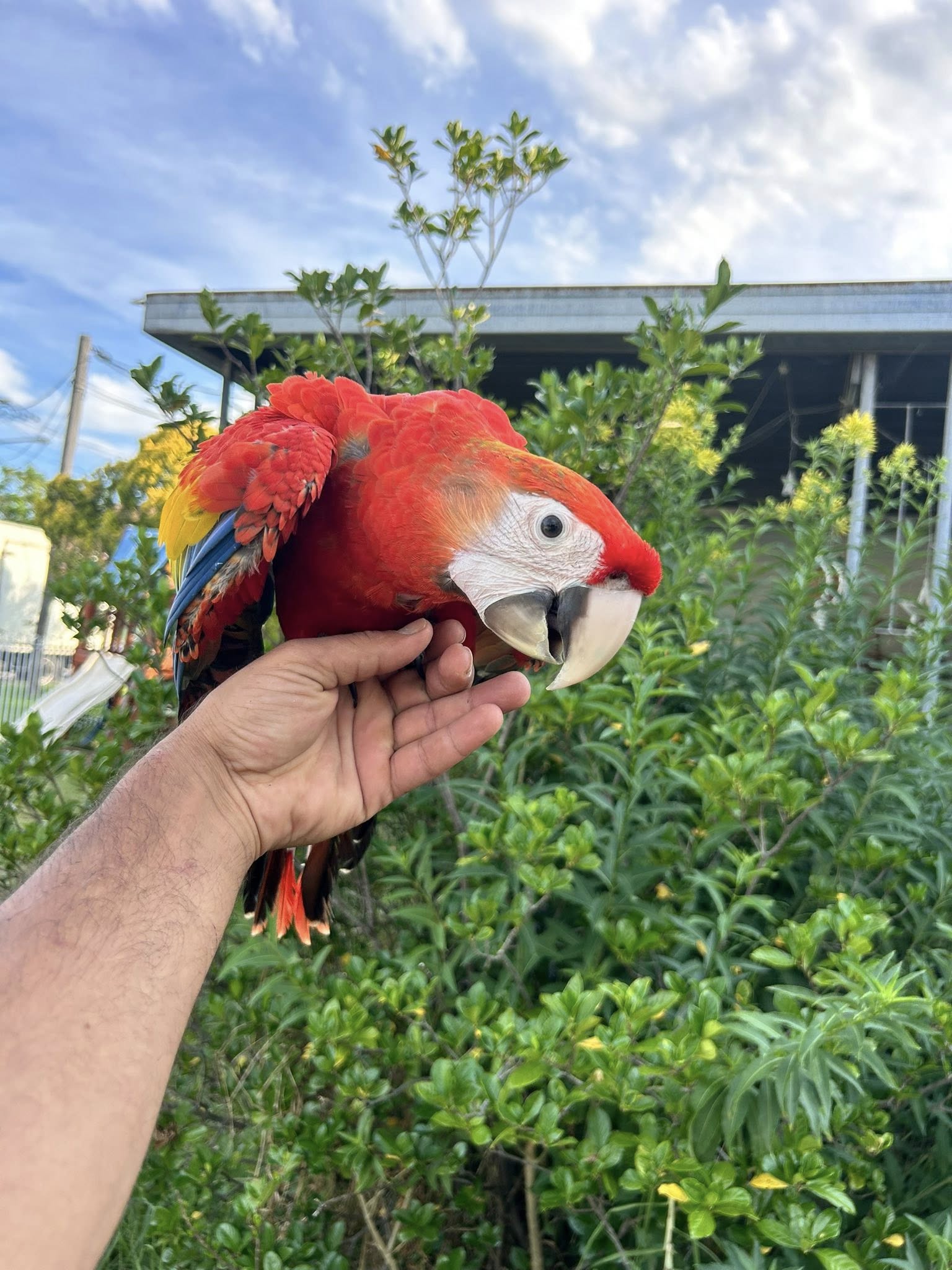 Scarlet Macaw