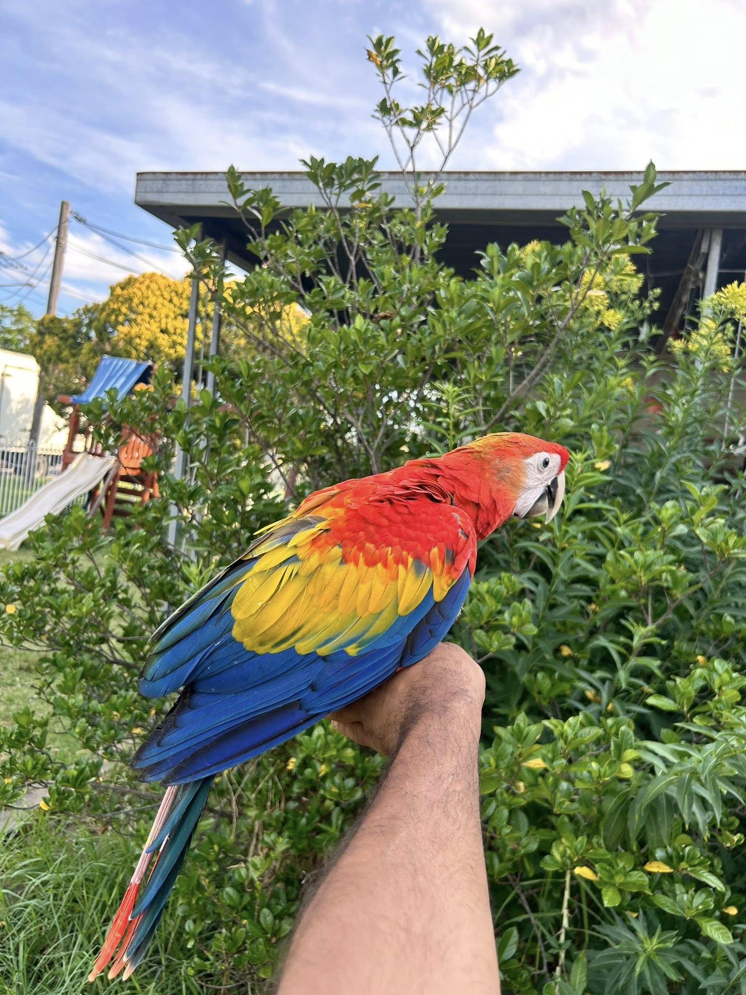 Scarlet Macaw