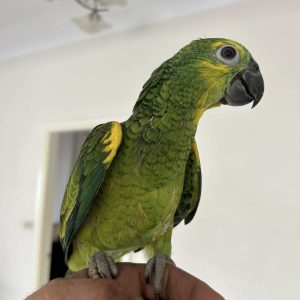Yellow-naped amazon