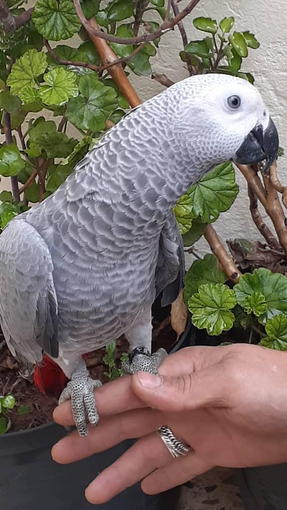 Congo African gray parrot