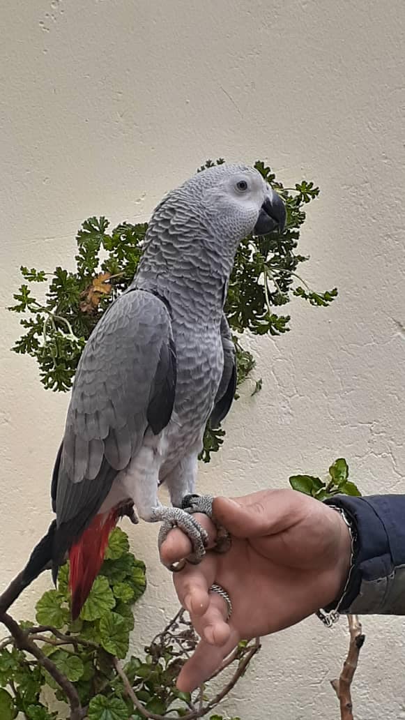 Congo African gray parrot