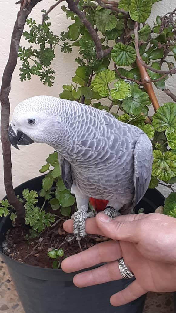 Congo African gray parrot