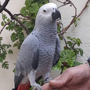 Congo African gray parrot