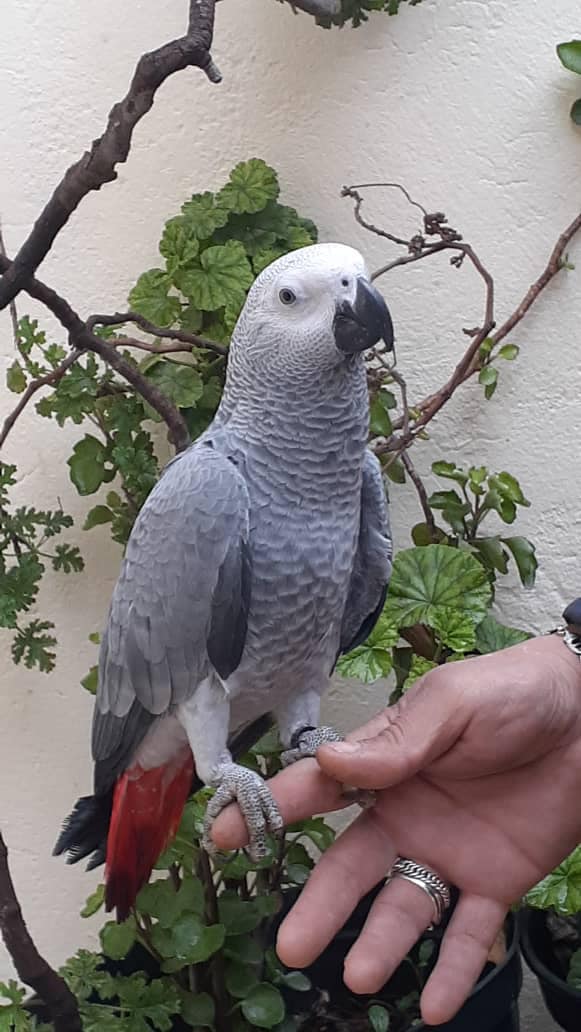 Congo African gray parrot