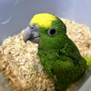 Yellow headed amazon