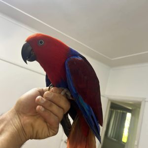 Moluccan eclectus parrots