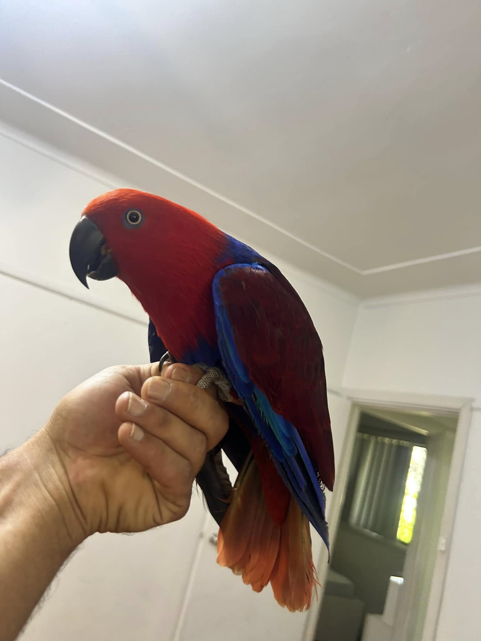 Moluccan eclectus parrots