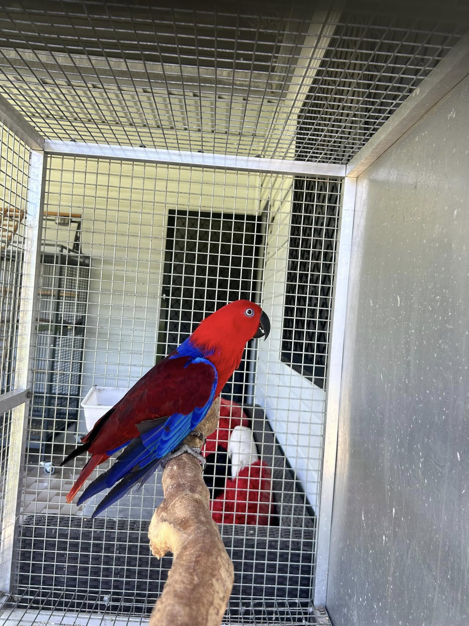 Moluccan eclectus parrots
