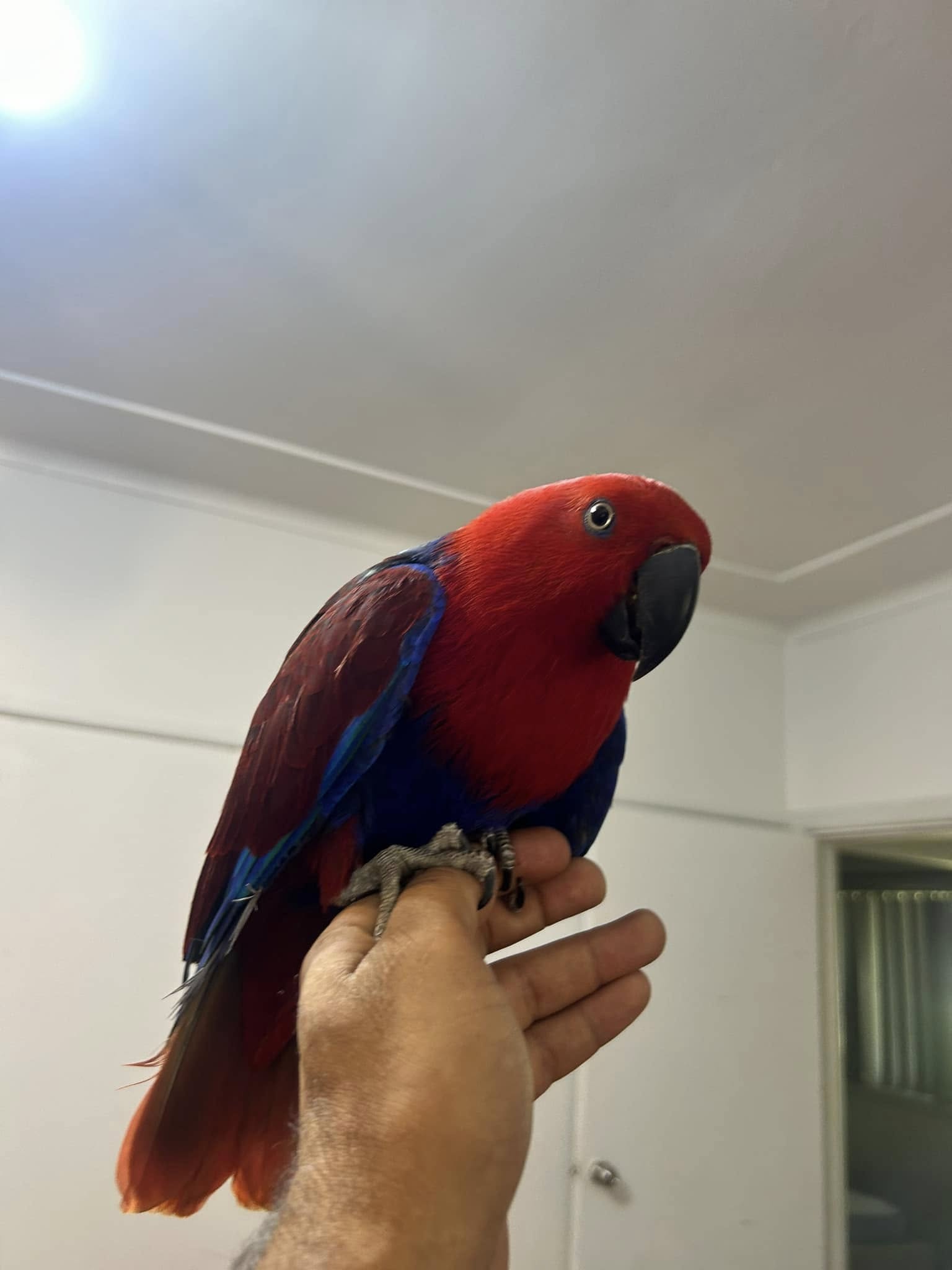 Moluccan eclectus parrots