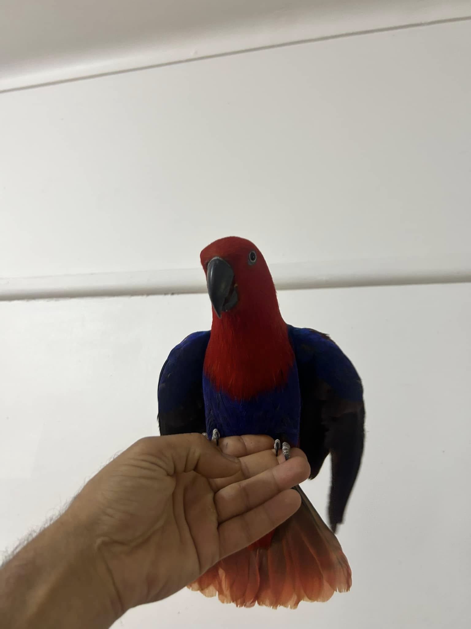 Moluccan eclectus parrots