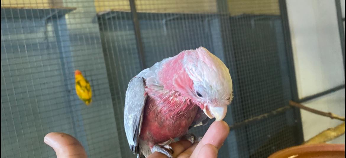 Galah cockatoo parrot