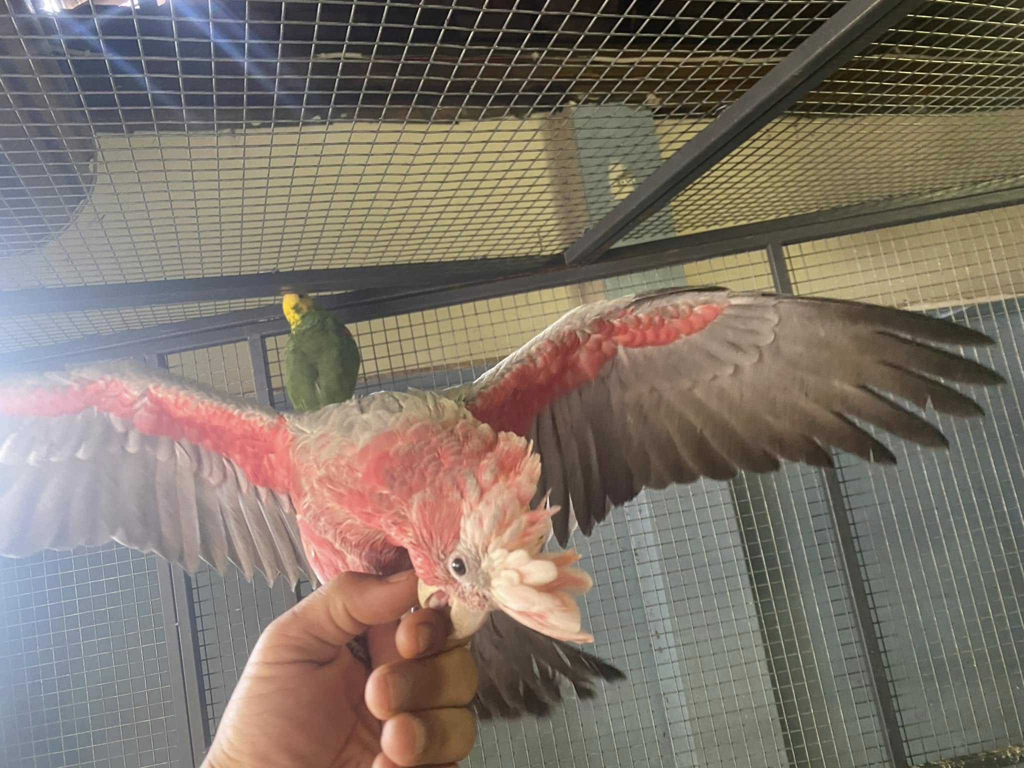Galah cockatoo parrot