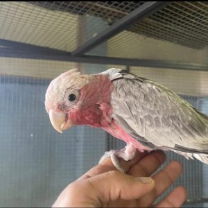 Galah cockatoo parrot