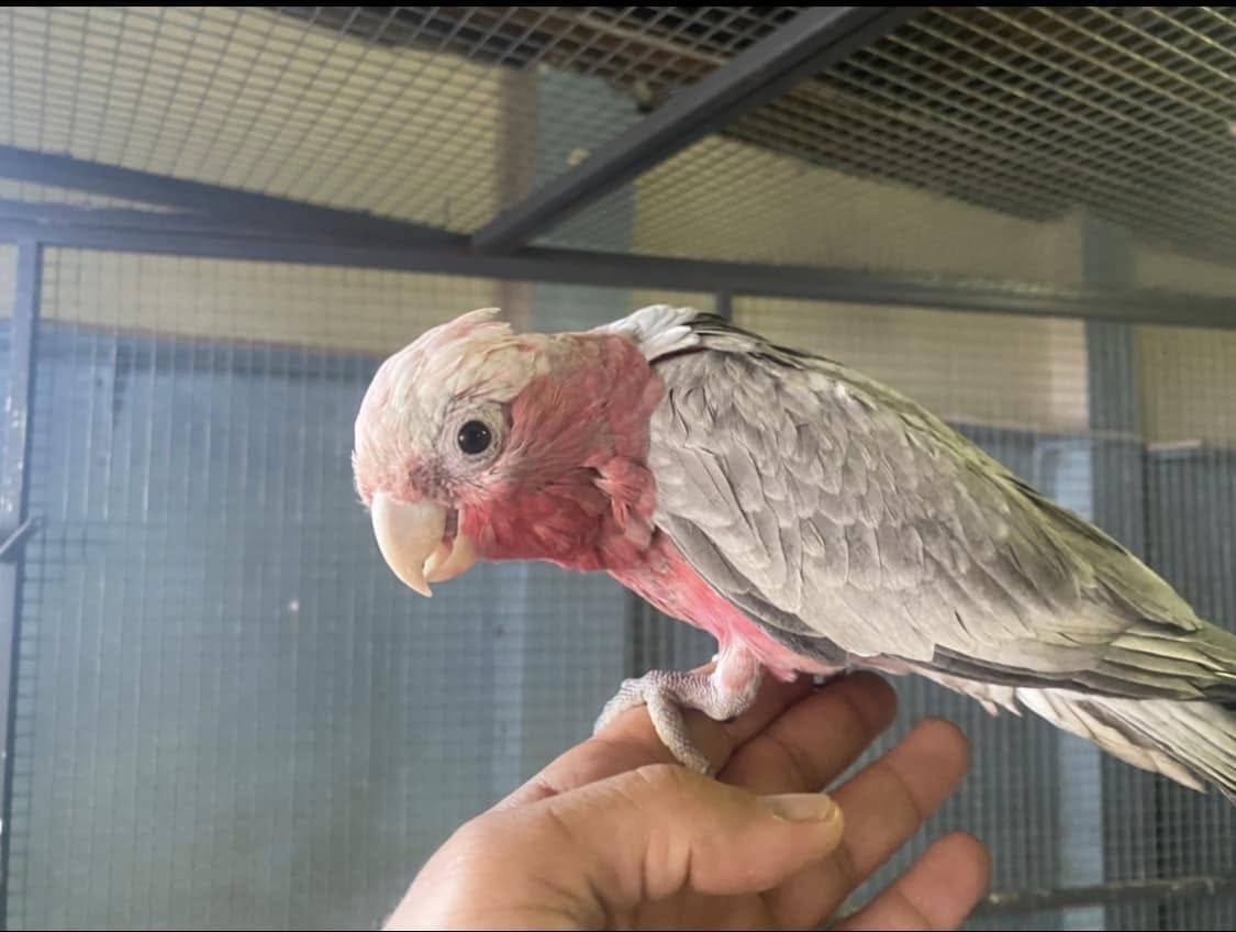 Galah cockatoo parrot