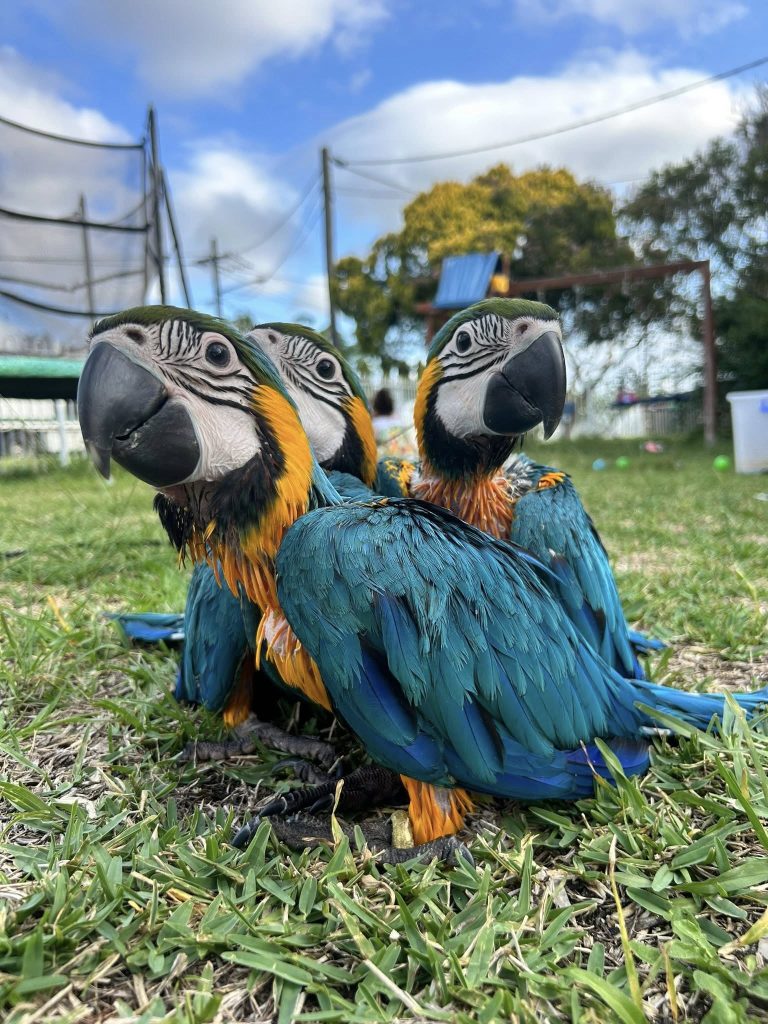 macaw