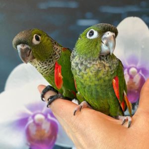 Black Cap Conures