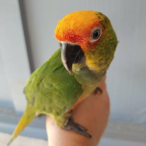 Gold Capped Conures