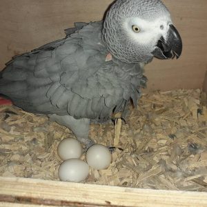 African Gray Parrot Eggs