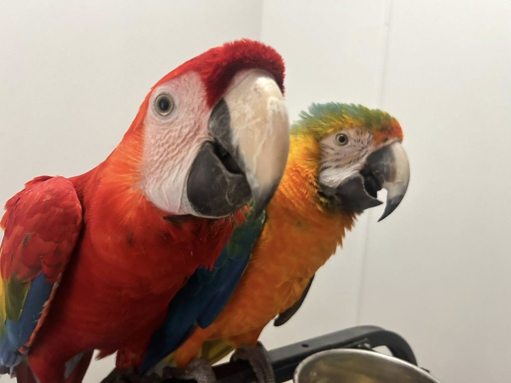Chris Parrots & Eggs