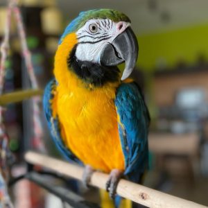 Blue and Gold Macaw