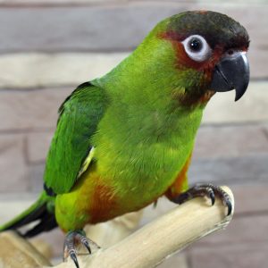 Nanday Conures