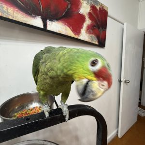 Puerto Rican amazon